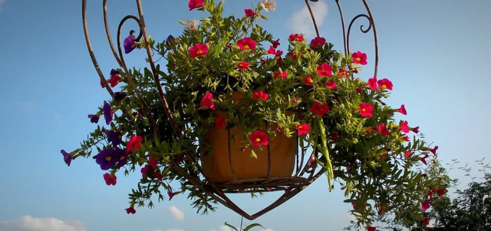 Beautiful Hanging Baskets