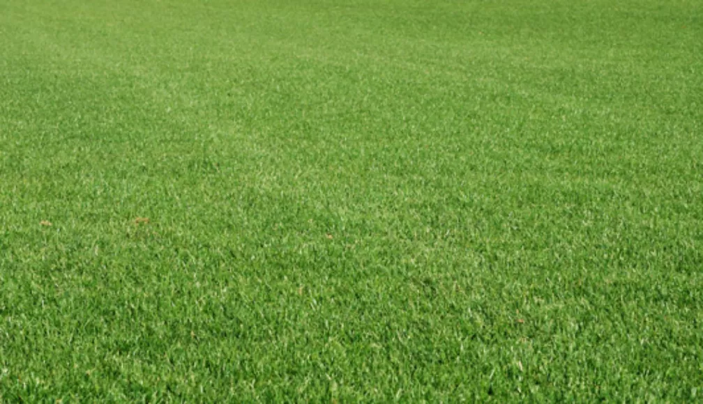 Greenest Turf