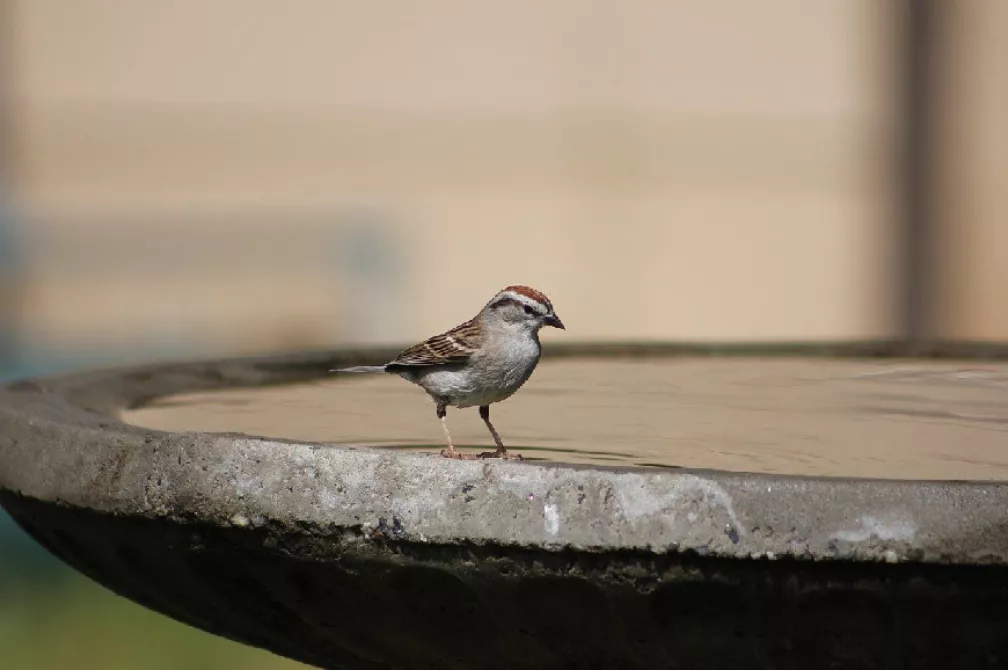 How to attract birds to garden