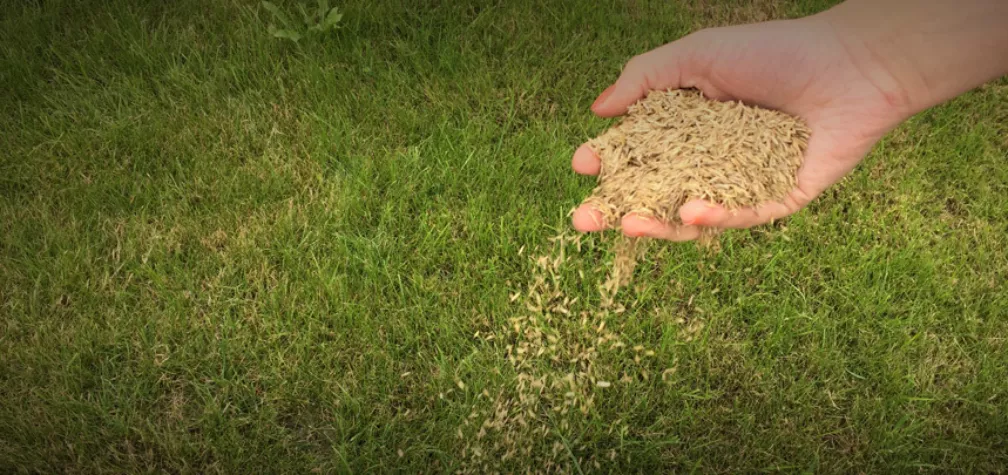 Overseeding Your Lawn