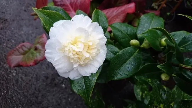 Camellia