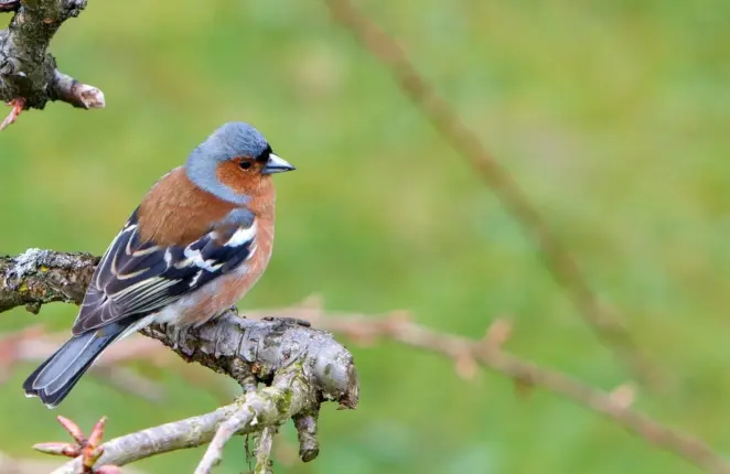 Chaffinch