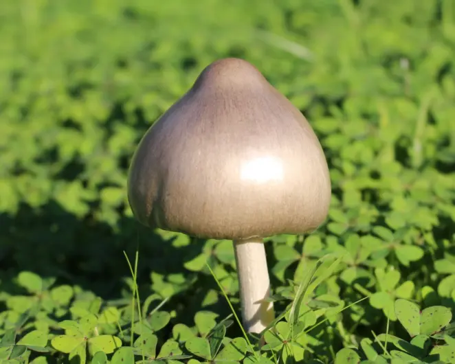 Mushroom in lawn
