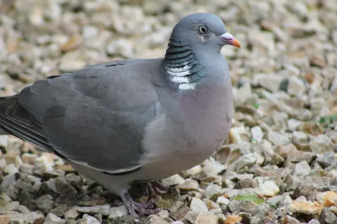 Wood pigeon