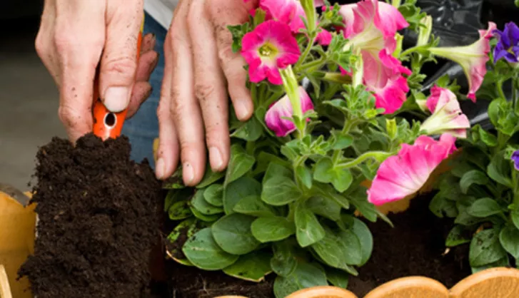 Hanging Baskets