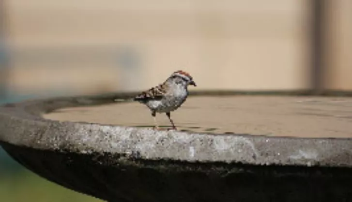 How to attract birds to garden thumb