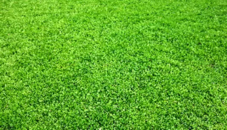 When to lay turf thumb