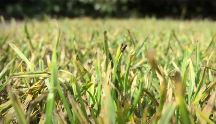 Yellow Turf Thumbnail