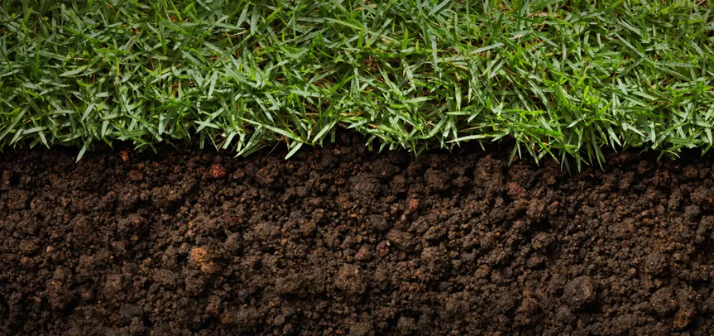 Troubleshooting Your Turf