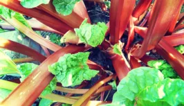 Rhubarb2