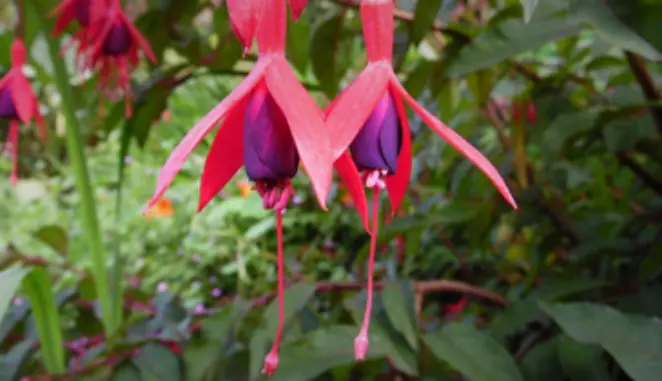 Fuschias