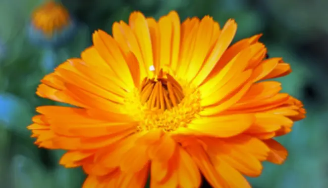 Marigold