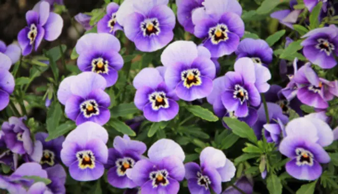 Pansy
