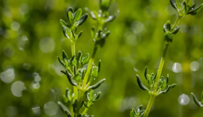 Thyme