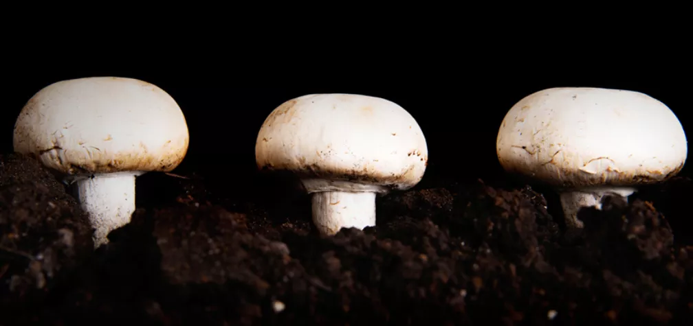 What Is Mushroom Compost