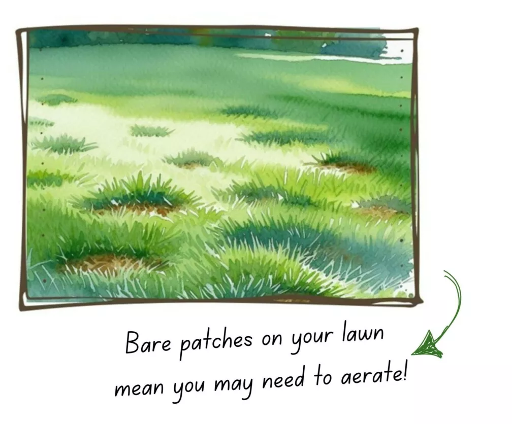 Lawn with bare patches