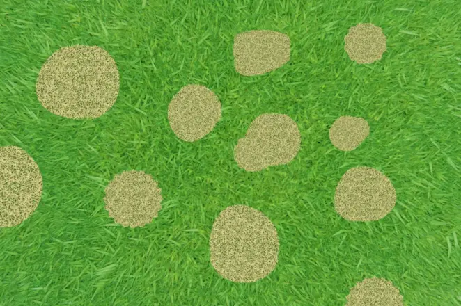 Dollar spot turf disease