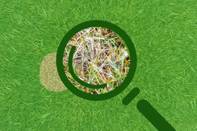 Dollar spot lawn care