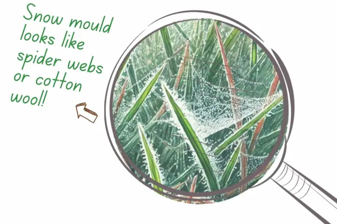 Winter Snow Mould