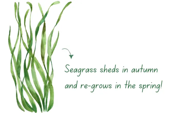 Seagrass garden