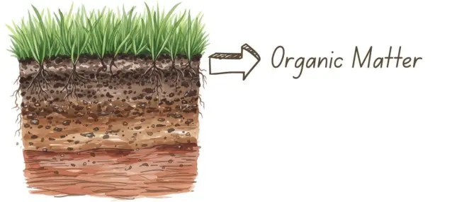 Organic matter