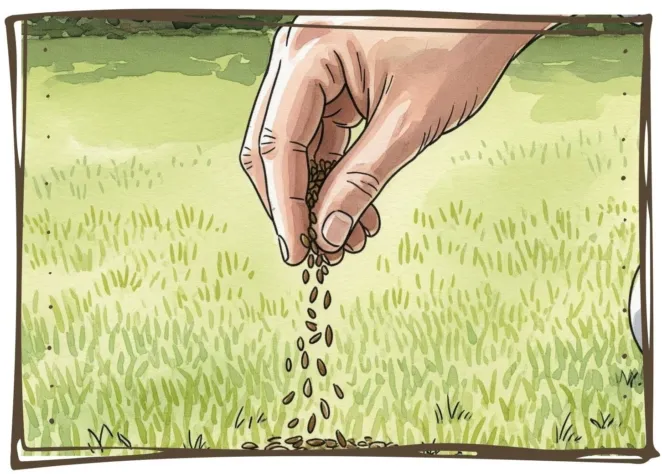How to overseed a lawn