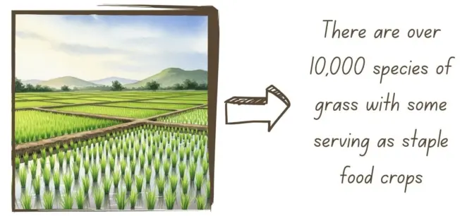 Lawn care the complete guide