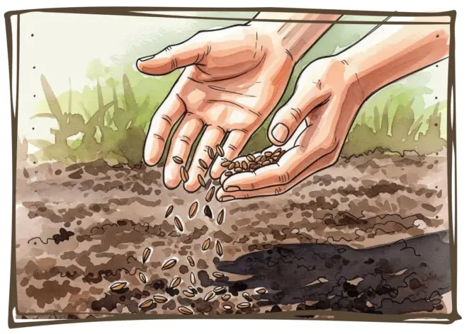 Freshly sown grass seed