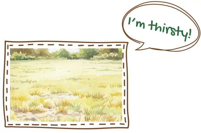 Watering lawn in may