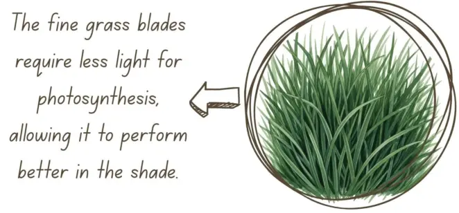 Slender creeping red fescue