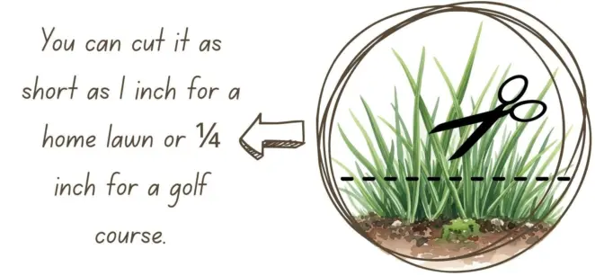 Chewing fescue advantages