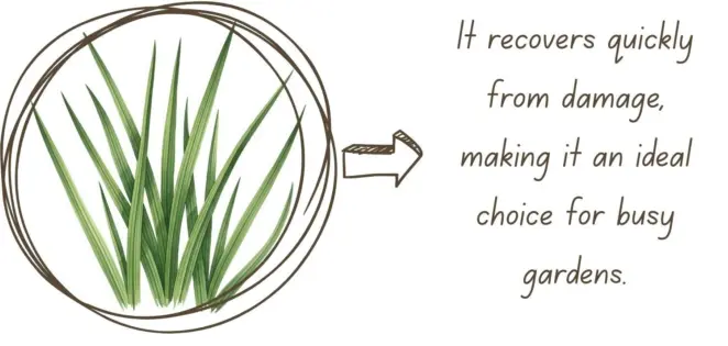 Perennial ryegrass uses