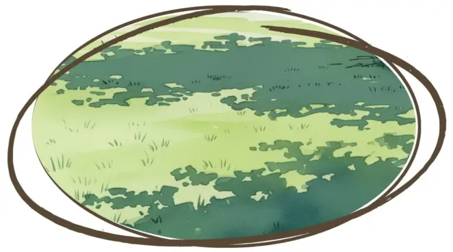 Shade tolerant grass uk