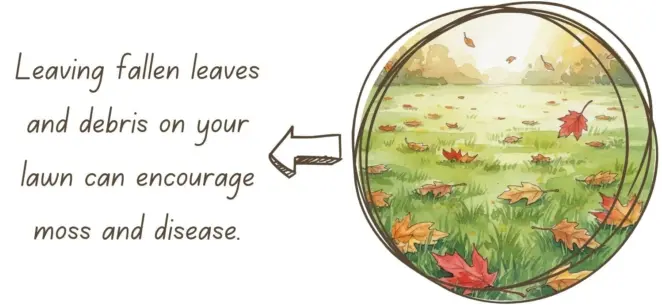 Fallen leaves on the lawn