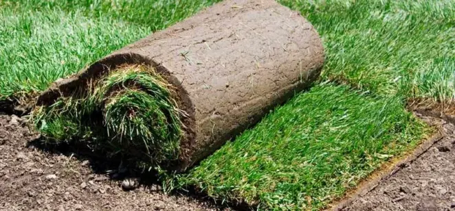 Toadstools In Newly Laid Turf