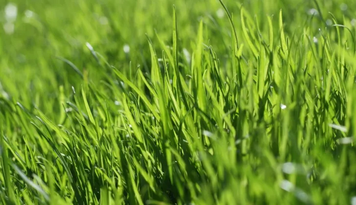 Types of grass commonly used in turf and why