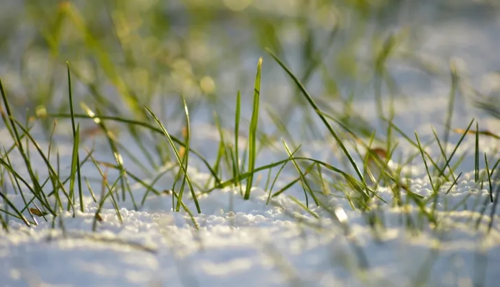 Winter lawn prep