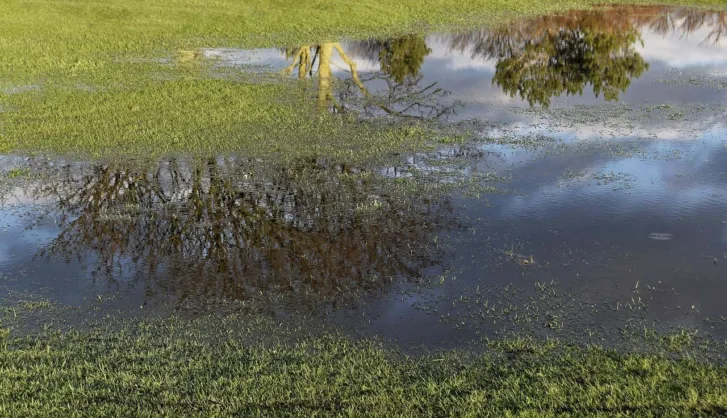 Waterlogged lawn