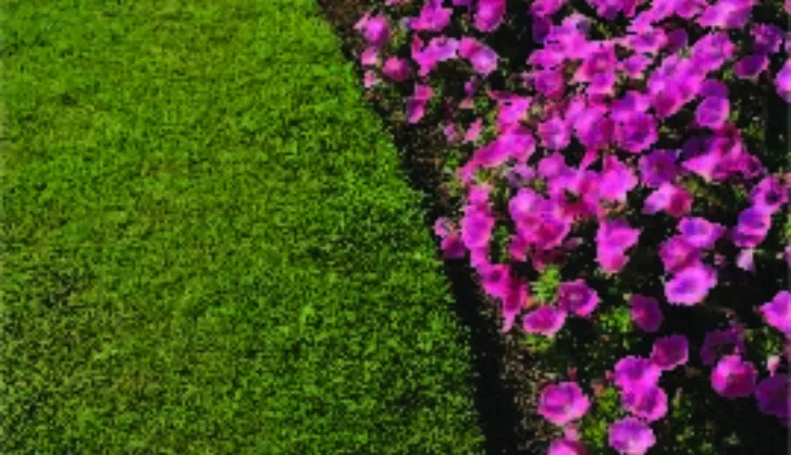 Lawn Edging Guide