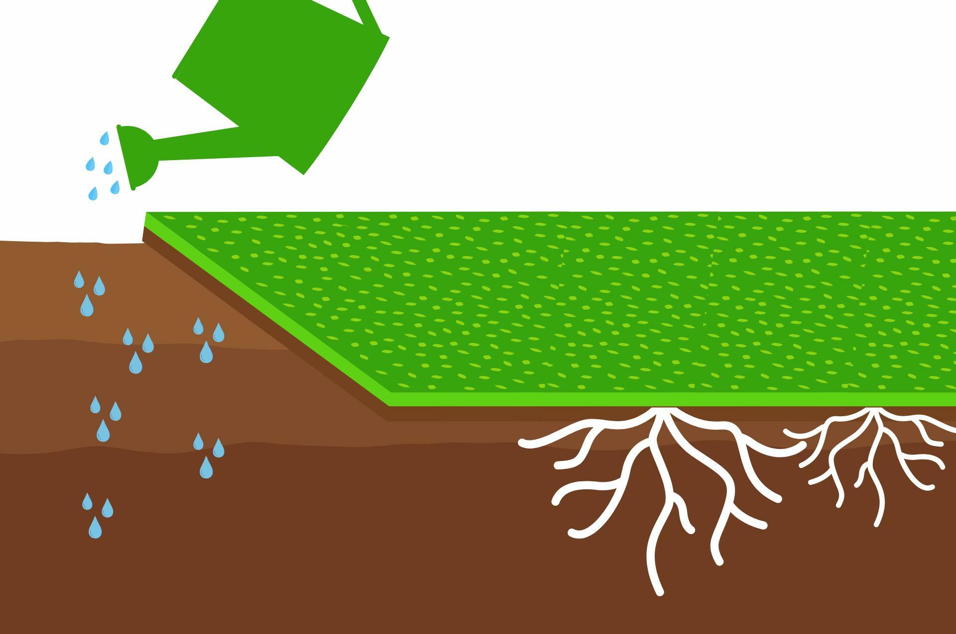 watering-turf-roots