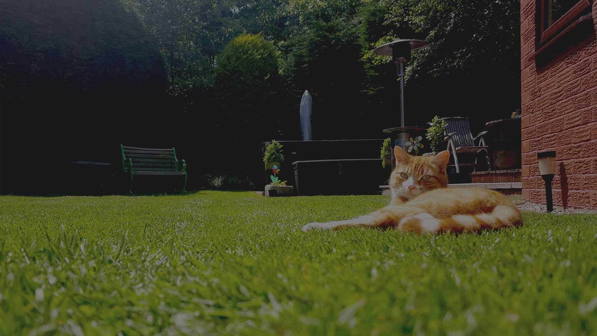 Rye gold lawn turf suppliers