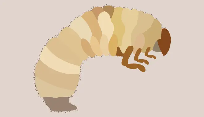 Chafer Grubs in Turf