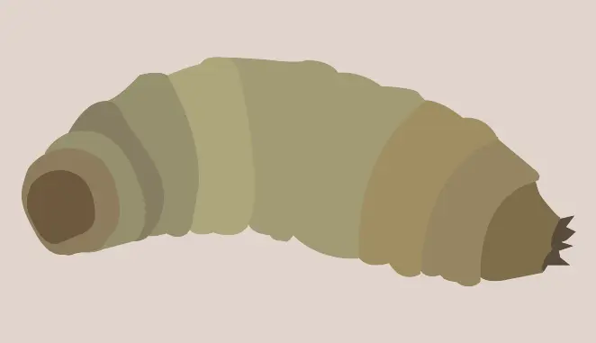 Leatherjackets in Turf