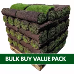 Rye gold x 70 banner