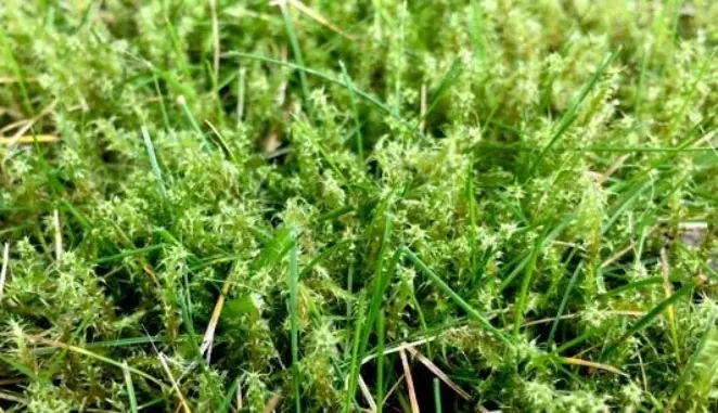 Lawn Moss