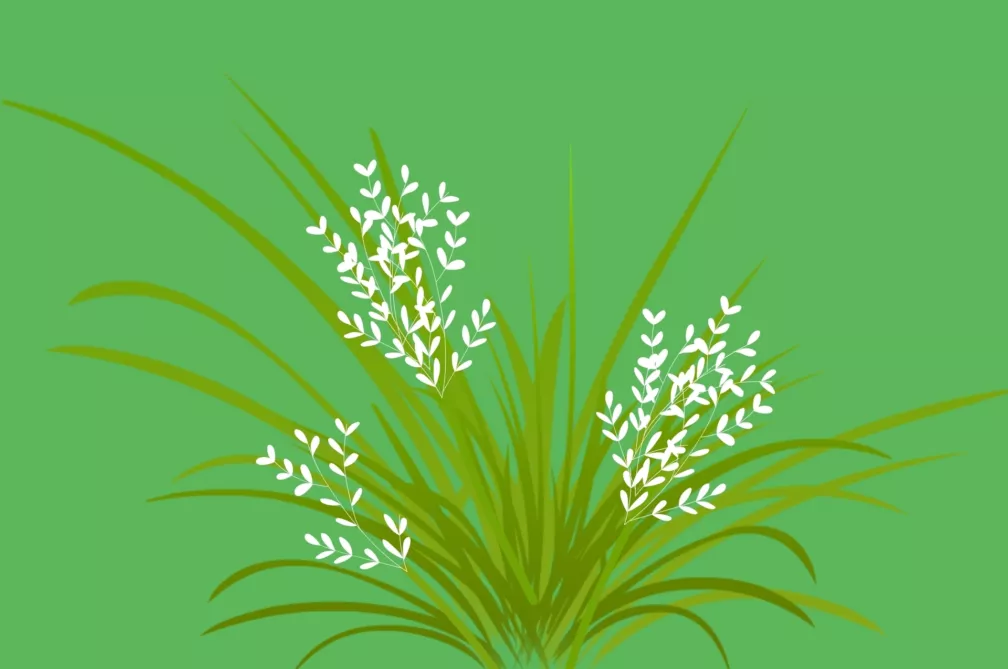 Turf weeds Poa Annua