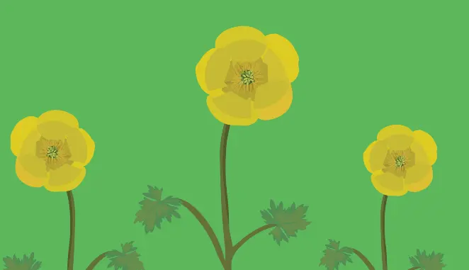 Turf Weeds Buttercup