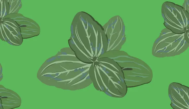 Turf Weeds Greater Plantain