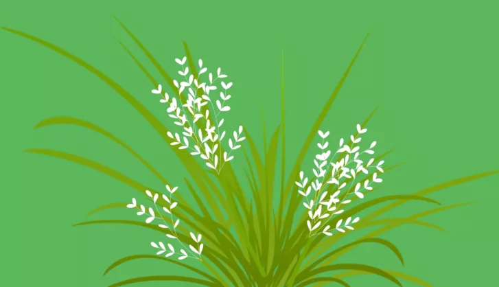 Turf weeds Poa Annua